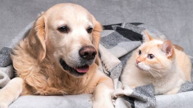 Animal Rescue and Care Fund